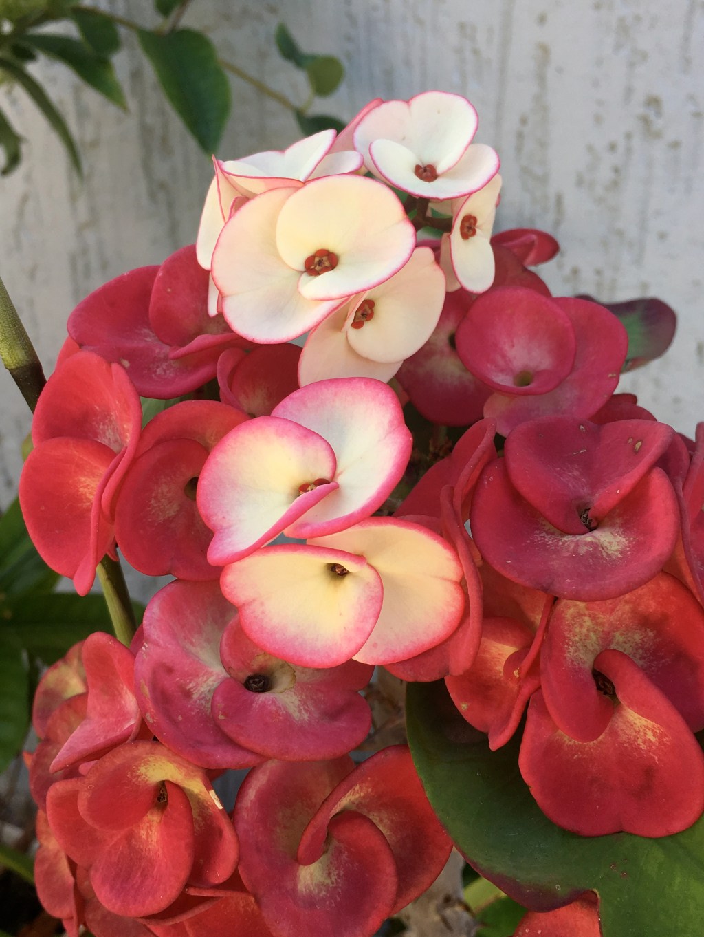 The Spring: A time for&nbsp;friendship